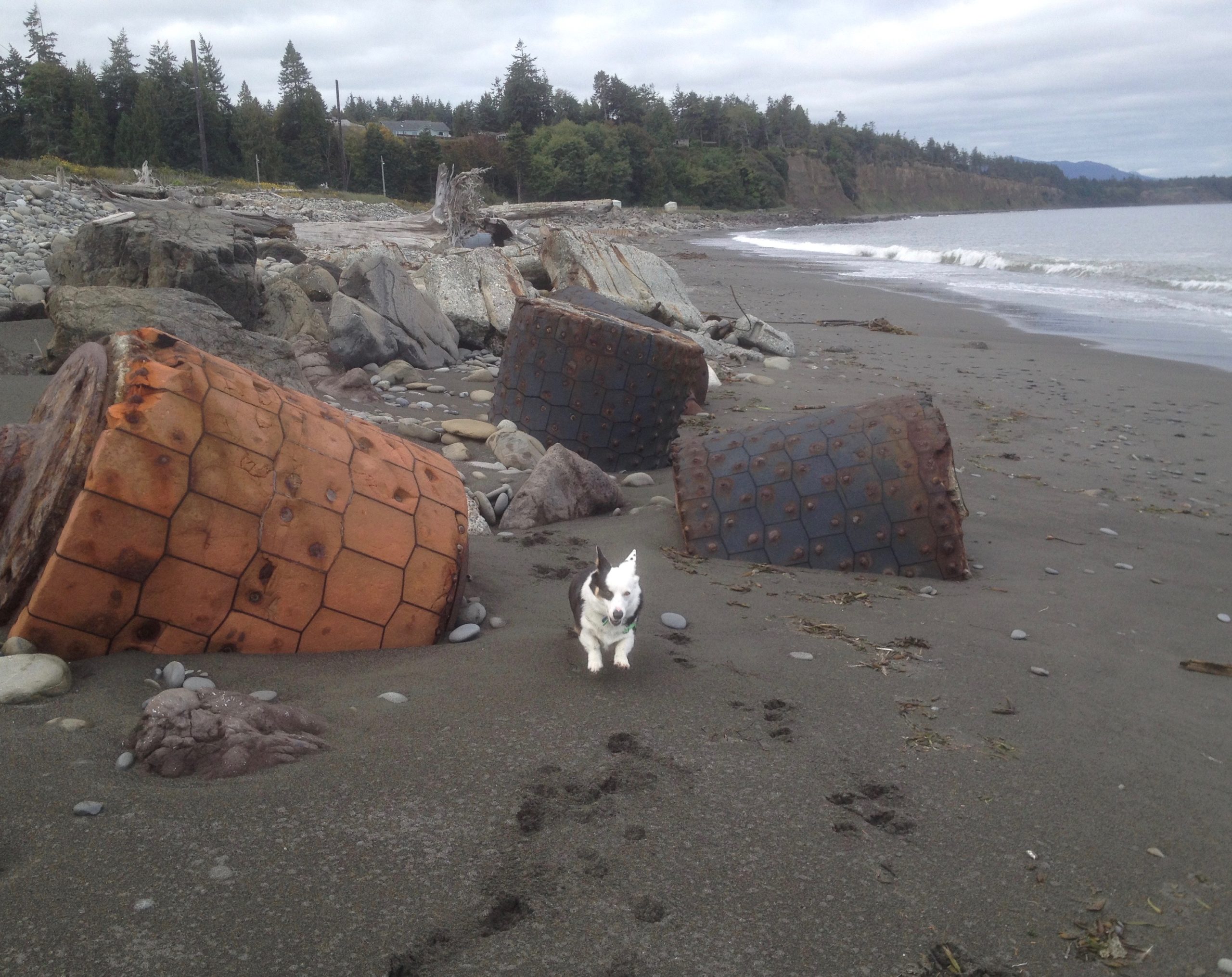 Seaport Games, beach, corgi dog, inspiration